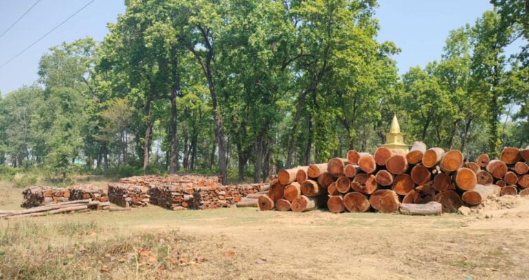 कैलालीमा चार महिनादेखि काठ बिक्रीवितरण ठप्प