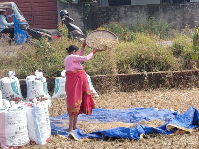 पानी पर्ने डरले किसानलाई धान भित्र्याउन भ्याइनभ्याई