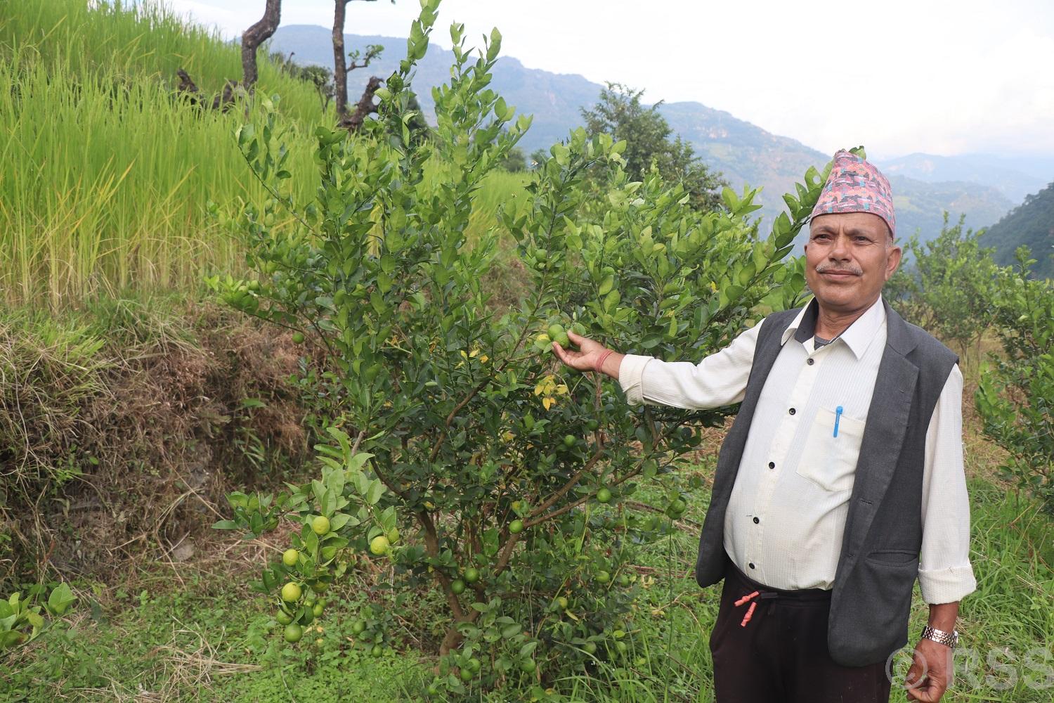 धानखेतमा कागतीखेती, नमुना किसान बने कृष्णलाल